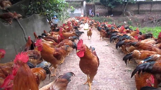 Kỹ thuật chăn nuôi gà thả vườn an toàn sinh học