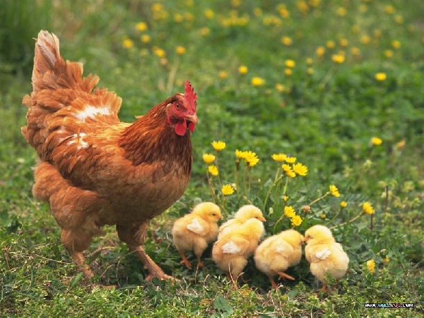 Hướng dẫn kỹ thuật nuôi gà ta đẻ trứng