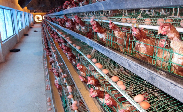 Phương pháp nuôi gà để trứng sản lượng cao chất lượng đồng đều