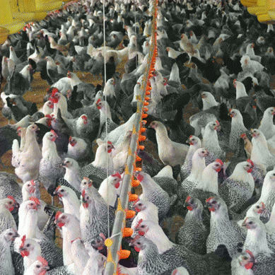 Phân phối gà ai cập giống chất lượng toàn quốc