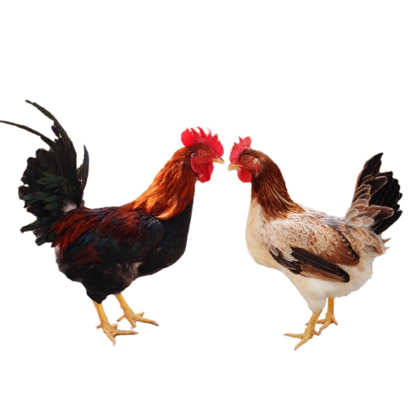 Phân phối gà ri lạc thủy ( gà ri hòa bình ) giống chất lượng toàn quốc