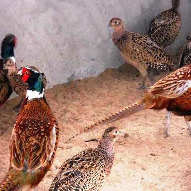 Kỹ thuật nuôi chim trĩ 7 màu sinh sản | CHĂN NUÔI VIỆT NAM