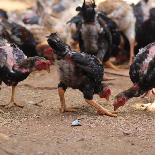 Phân phối gà móng thuần chất lượng cao giá rẻ toàn quốc