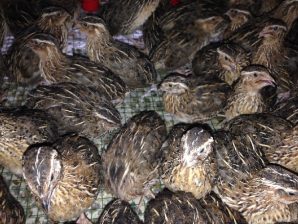 kỹ thuật nuôi chim cút