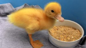 Kỹ thuật nuôi vịt con từ 0 đến 8 tuần tuổi giống chuyên thịt