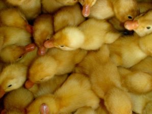 Kỹ thuật nuôi giống vịt siêu thịt (vịt bầu cánh trắng)