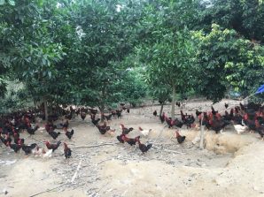 Kỹ thuật nuôi gà ta thả vườn đạt hiệu quả cao